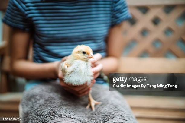 midsection of a teenage girl holding a baby chicken on her lap while visiting an animal pen - baby chicken bildbanksfoton och bilder