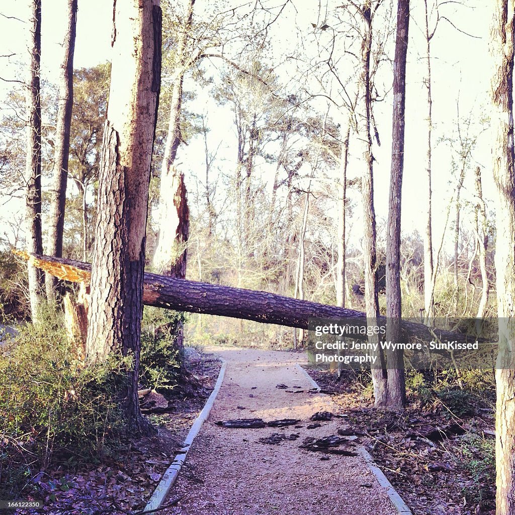 Fallen tree across walking trail.