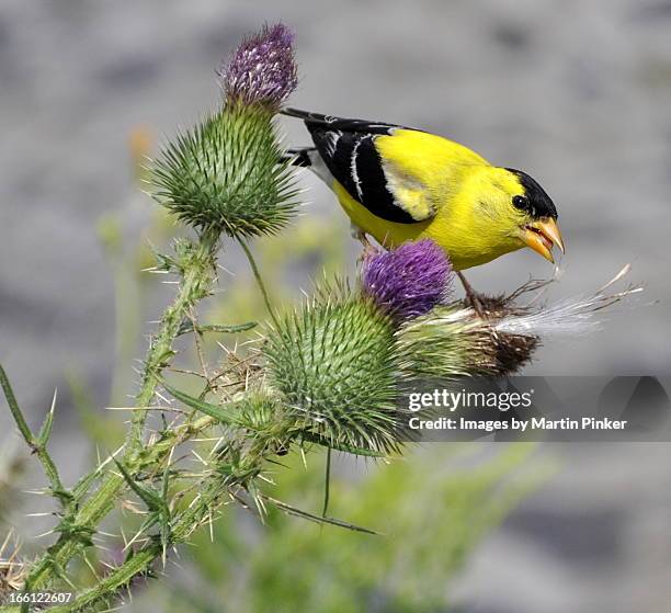 american goldfinch - american goldfinch stock pictures, royalty-free photos & images