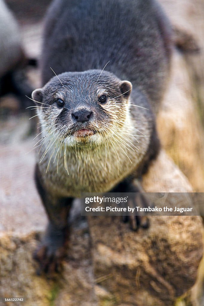 Otter looking at me