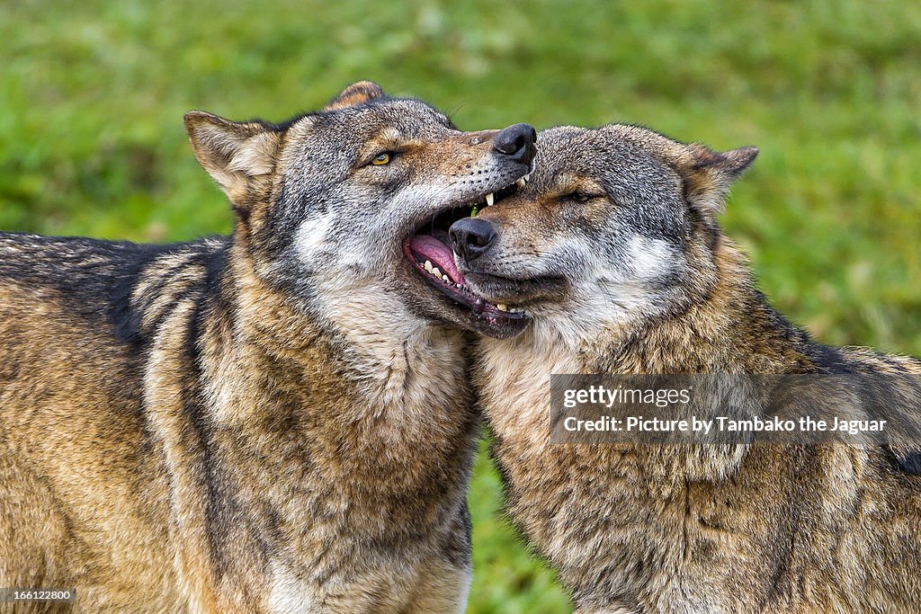 Wolves gently biting each other II