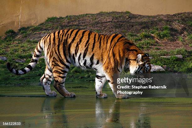 siberian tiger - stephan rebernik stock-fotos und bilder