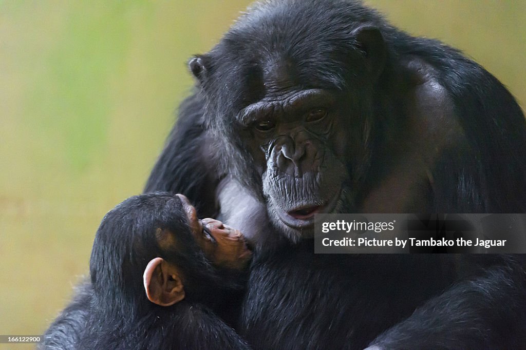Baby chimpanzee suckling