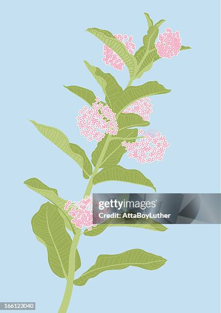 ilustraciones, imágenes clip art, dibujos animados e iconos de stock de asclepias planta - arrancar malas hierbas