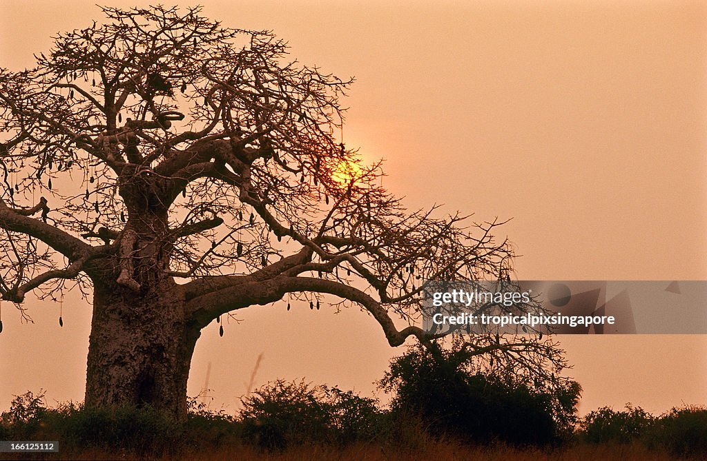 Angola, Bengo Provinz Kissama National Park, den Sonnenuntergang.