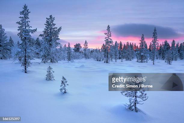 taiga forest, arctic finland - taiga stock pictures, royalty-free photos & images