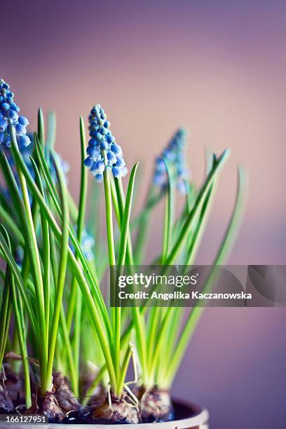muscari flowers (grape hyacinth) - grape hyacinth stock pictures, royalty-free photos & images