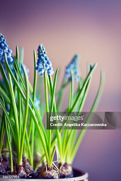 muscari flowers (grape hyacinth) - muscari - fotografias e filmes do acervo