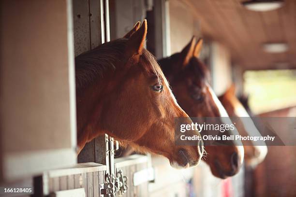four horses in stables - pferdeartige stock-fotos und bilder