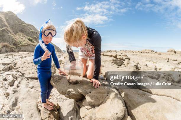 sister showing little brother a crab at a beach in new zealand - family new zealand stockfoto's en -beelden