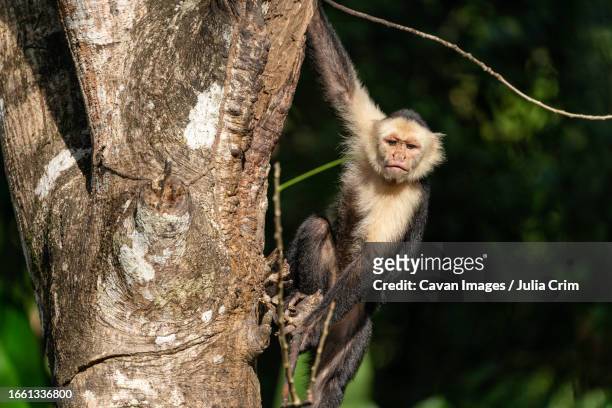 white faced capuchin monkey in costa rica - puntarenas stock pictures, royalty-free photos & images
