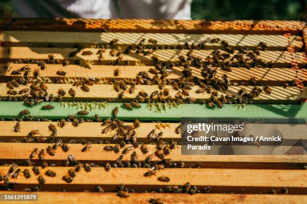 beekeeper inspecting her hives full of bees - royal jelly stock pictures, royalty-free photos & images