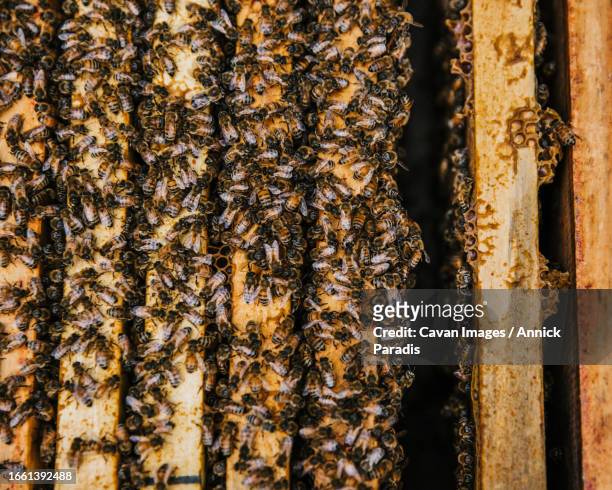 beekeeper inspecting her hives full of bees - royal jelly stock pictures, royalty-free photos & images
