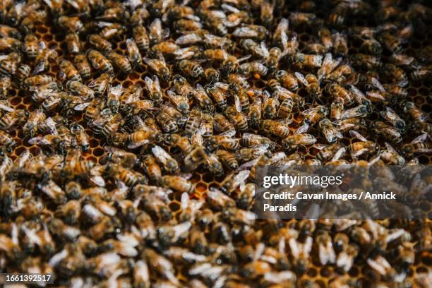 close of the the bees in the hive - royal jelly stock pictures, royalty-free photos & images