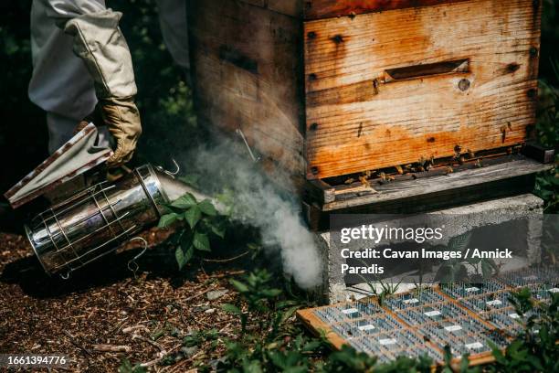 beekeeper smoking the hives to inspect it - royal jelly stock pictures, royalty-free photos & images