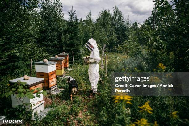 beekeeper and her dog smoking the hives - royal jelly stock pictures, royalty-free photos & images