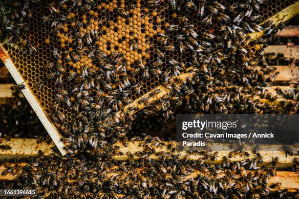 close up of the inside of a hive full of bees - royal jelly stock pictures, royalty-free photos & images