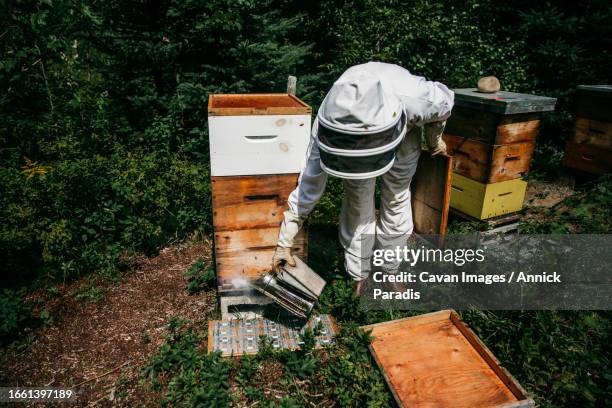 beekeeper smoking a hive and inspecting it - royal jelly stock pictures, royalty-free photos & images