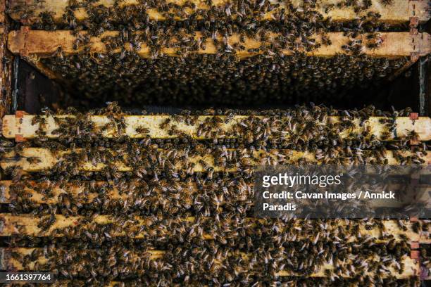 close up of the inside of the hive of a beekeeper - royal jelly stock pictures, royalty-free photos & images