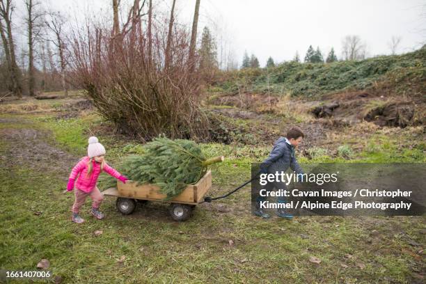 brother and sister work together, pulling wagon, christmas tree - push and pull stock pictures, royalty-free photos & images