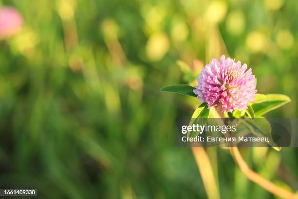 pink red clover flower trifolium pratense plant close-up in field meadow green blurred background. - clover sprouts stock pictures, royalty-free photos & images