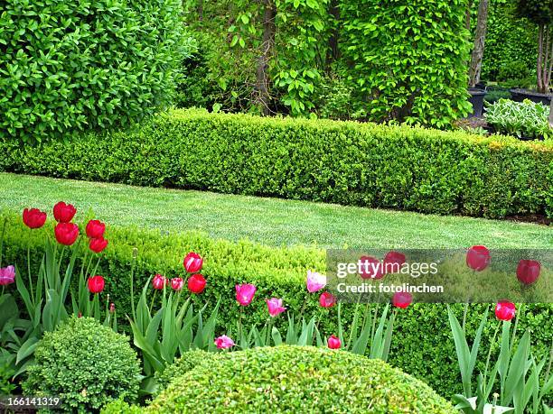 schönen garten im frühling - boxwood stock-fotos und bilder