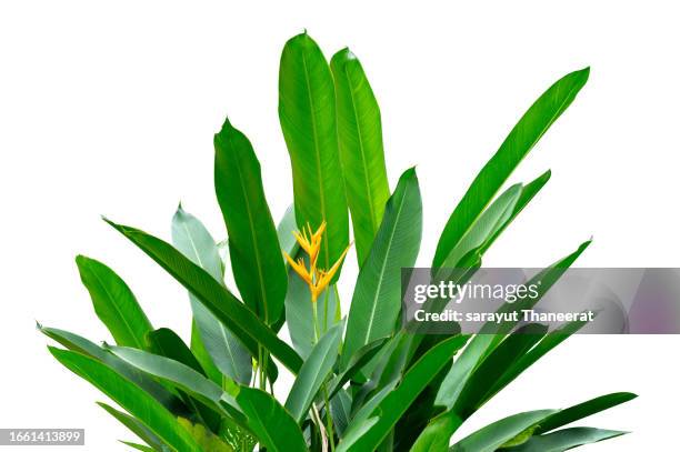 calathea cv. sanderiana in a black pot, white background isolate - tropical tree isolated stock pictures, royalty-free photos & images