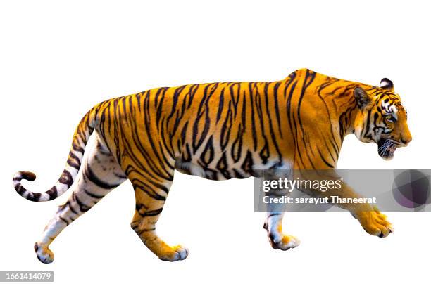 tiger white background isolate full body - königstiger stock-fotos und bilder