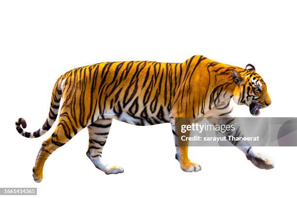 tiger white background isolate full body - carnivore preservation trust stock pictures, royalty-free photos & images