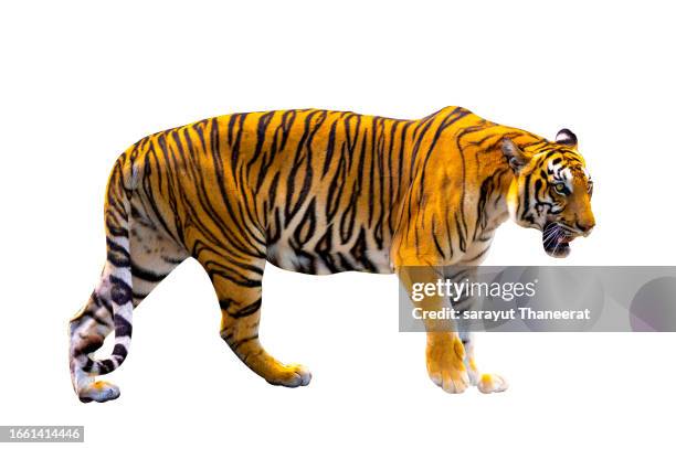 tiger white background isolate full body - indochinese tiger stock-fotos und bilder