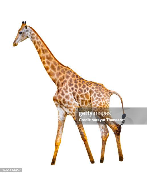 large giraffe white background isolate - white giraffe bildbanksfoton och bilder