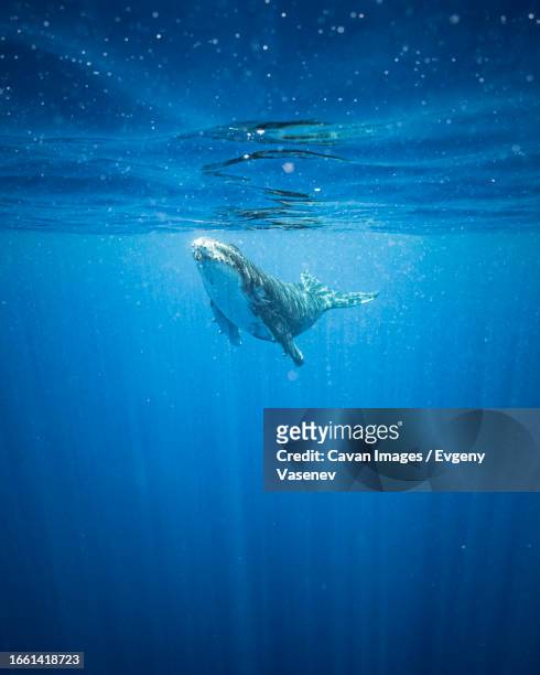 whale baby is swimming in the ocean near moorea - moorea stock pictures, royalty-free photos & images