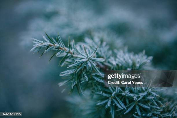 frozen leaves - sleet stock pictures, royalty-free photos & images