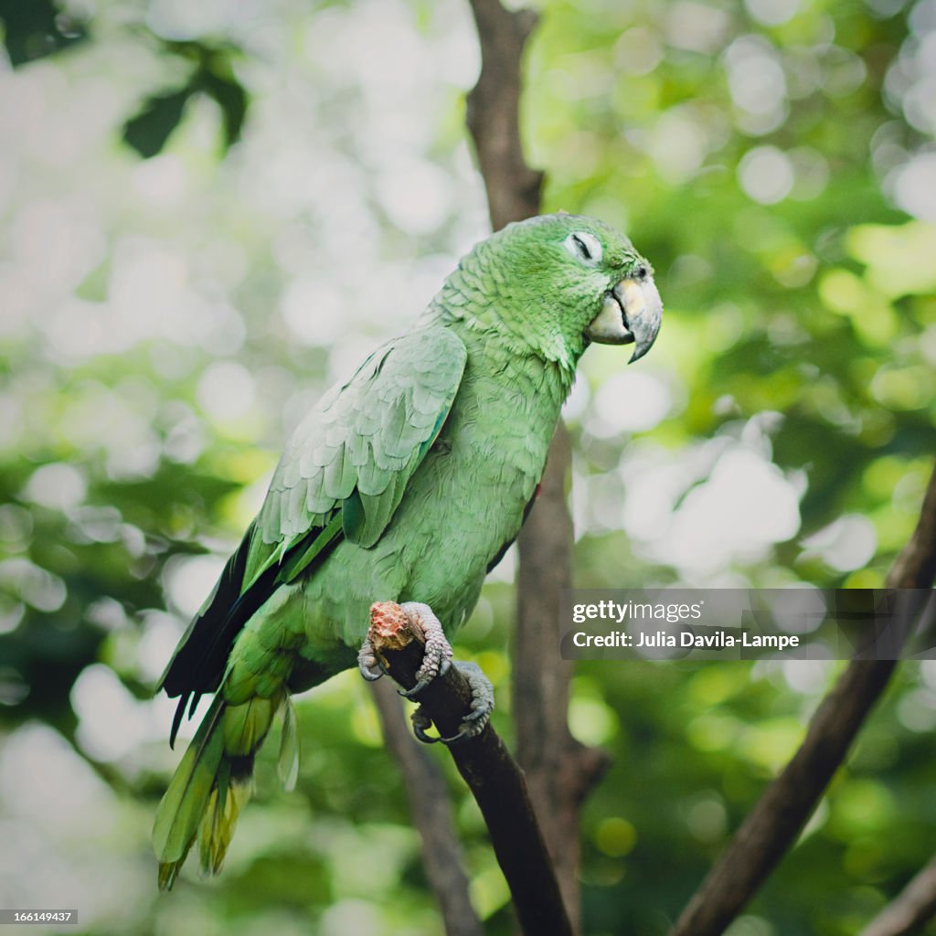 Sleepy parrot
