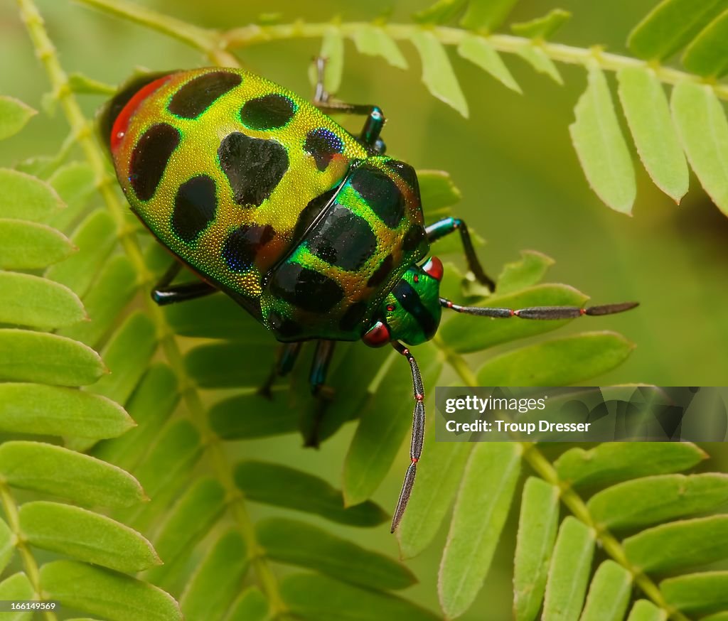 Lychee Shield Bug High-Res Stock Photo - Getty Images