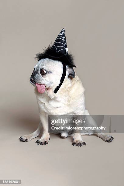 pug witch - pet clothing stock pictures, royalty-free photos & images