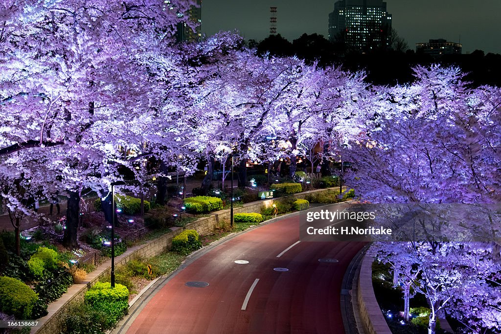 Roppongi Walking