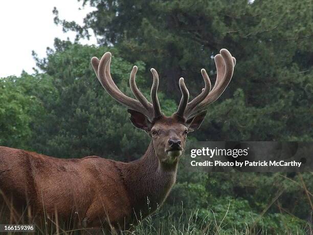 ...big and beautiful... - knutsford stock pictures, royalty-free photos & images