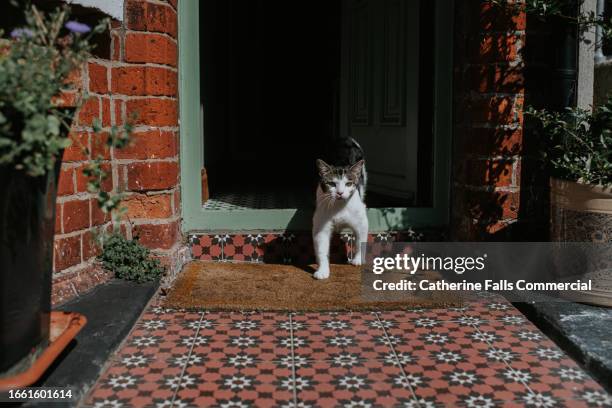 a cat leaves a house through an open front door - zerbino foto e immagini stock