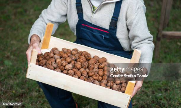 man holding freshly picked walnuts in a crate - walnut farm stock pictures, royalty-free photos & images