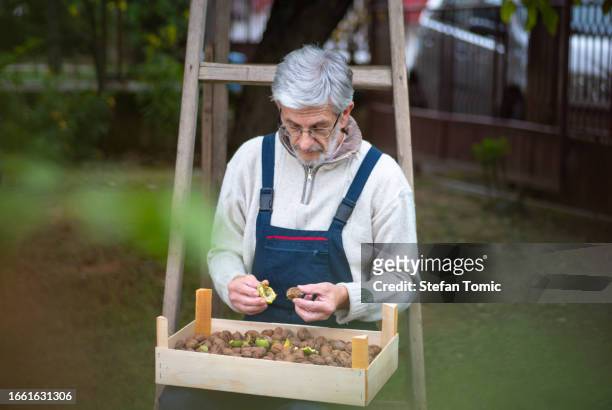 man cleaning freshly picked walnuts in a crate - walnut farm stock pictures, royalty-free photos & images