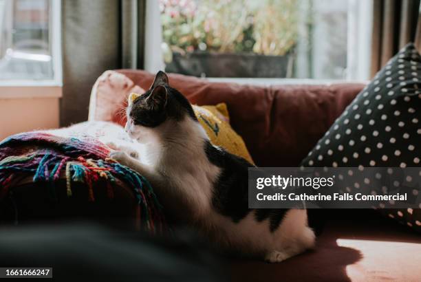 a cat sits on a stylish sofa, leaning on the arm rest - animal foot stock pictures, royalty-free photos & images