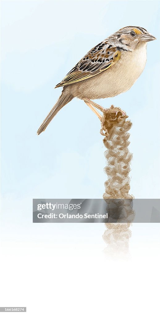 ILLUSTRATION: Florida Grasshopper Sparrow