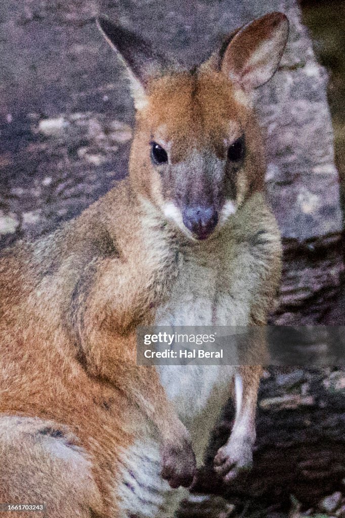 Red-Legged Pademelon