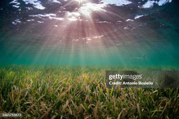 barracuda swimming in seagrass bed - sea grass material stock pictures, royalty-free photos & images