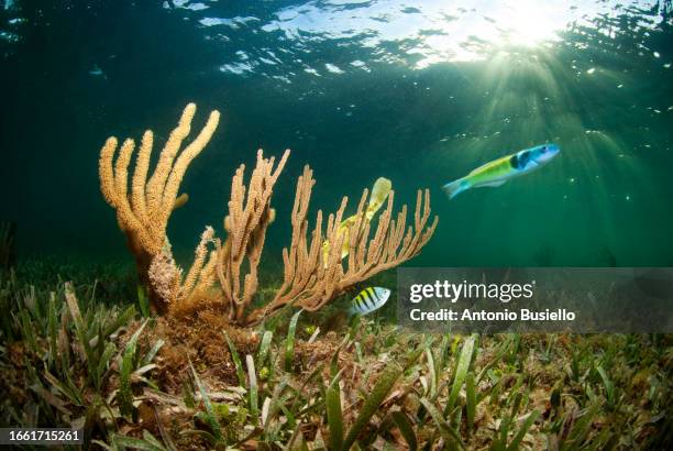 Blue Head Rass 35 Blue Head Wrasse Stock Photos, High-Res Pictures, and Images - Getty ...