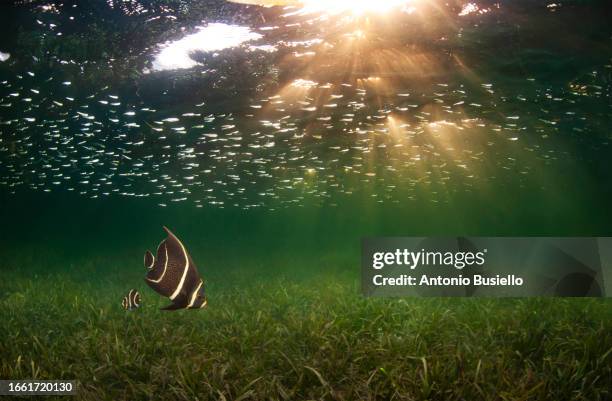 french angelfish juvenile in seagrass - sea grass material stock pictures, royalty-free photos & images