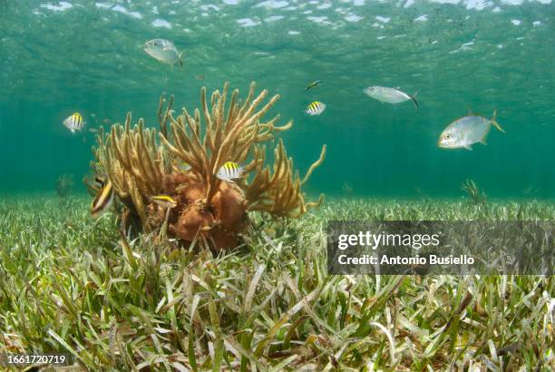 yellow jack swimming over seagrass - sea grass material stock pictures, royalty-free photos & images