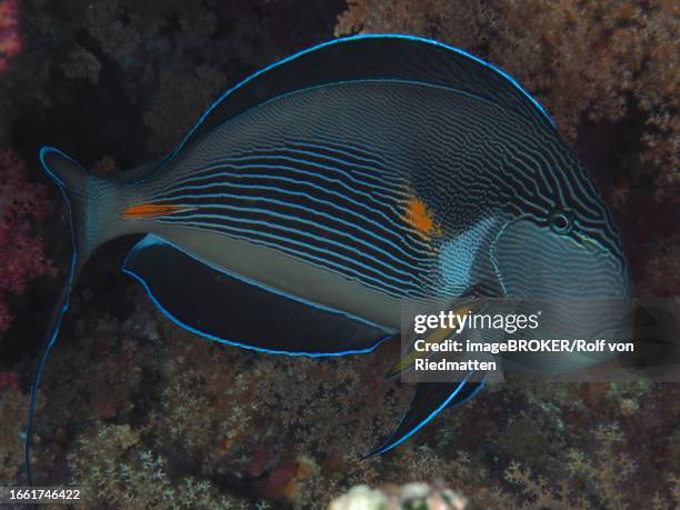 red sea clown surgeon (acanthurus sohal) at night, st johns reef dive site, saint johns, red sea, egypt - acanthurus sohal stock pictures, royalty-free photos & images