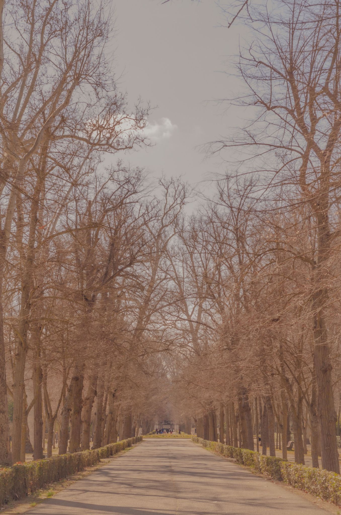 jardín invierno